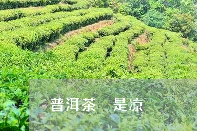 普洱茶 是凉/2023042795531